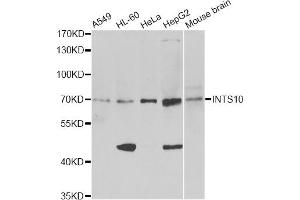 Western blot analysis of extracts of various cell lines, using INTS10 antibody (ABIN6291685) at 1:1000 dilution. (INTS10 Antikörper)
