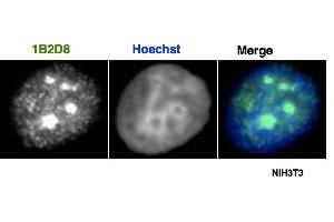AATF / Che-1 antibody (mAb) tested by immunofluorescence.