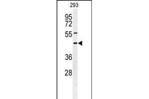 Western blot analysis of STX1A Antibody (N-term) (ABIN653770 and ABIN2843062) in 293 cell line lysates (35 μg/lane). (STX1A Antikörper  (N-Term))