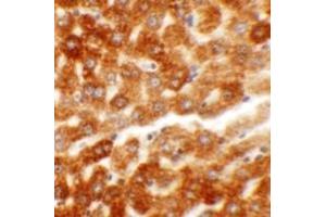 Immunohistochemistry (IHC) image for anti-Hepatoma-Derived Growth Factor-Related Protein 2 (HDGFRP2) (N-Term) antibody (ABIN1031402) (HDGFRP2 Antikörper  (N-Term))