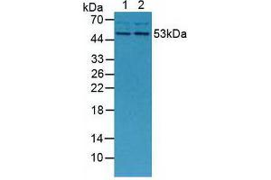 Western blot analysis of (1) Mouse Placenta Tissue and (2) Mouse Breast Tissue. (MMP13 Antikörper  (AA 66-238))