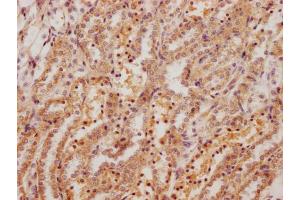 IHC image of ABIN7178861 diluted at 1:200 and staining in paraffin-embedded rat kidney tissue performed on a Leica BondTM system. (Fibronectin 1 Antikörper  (AA 1175-1451))
