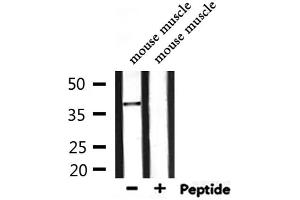 Western blot analysis of extracts from mouse muscle, using NEUROD4 Antibody. (NEUROD4 Antikörper  (N-Term))