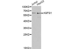 Western blot analysis of extracts of various cell lines, using AGFG1 antibody. (AGFG1 Antikörper)