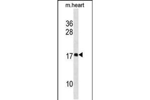 Western blot analysis in mouse heart tissue lysates (35ug/lane). (DAPL1 Antikörper  (N-Term))