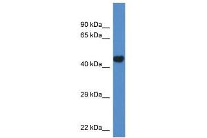 WB Suggested Anti-Pcyt2 Antibody Titration: 1. (PCYT2 Antikörper  (N-Term))