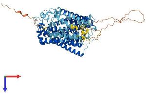 Solute Carrier Family 5 (Sodium/inositol Cotransporter), Member 11 (SLC5A11) (AA 1-675) protein (His tag)