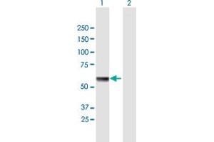 Western Blot analysis of HSPA13 expression in transfected 293T cell line by HSPA13 MaxPab polyclonal antibody. (HSPA13 Antikörper  (AA 1-471))