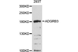 Western blot analysis of extracts of 293T cells, using ADGRB3 antibody (ABIN6290299) at 1:3000 dilution. (BAI3 Antikörper)