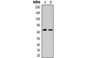 Western blot analysis of EPO Receptor expression in HepG2 (A), COS7 (B) whole cell lysates. (EPOR Antikörper)