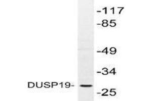 Western blot analysis of DUSP19 in extracts from COS-7 cells using DUSP19 antibody . (DUSP19 Antikörper)
