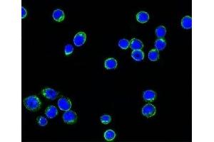 Confocal immunofluorescent testing of Ramos cells with Alexa Fluor 488 conjugated Lambda light chain antibody (green) and DAPI nuclear counterstain (blue). (Maus anti-Human lambda Light Chain (Lambda-IgLC) Antikörper)