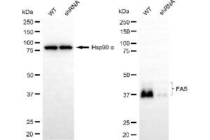 Western blotting analysis using FAS antibody (ABIN7800561).