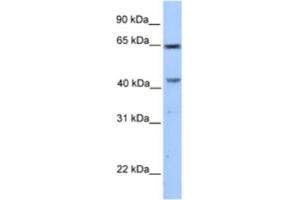 Western Blotting (WB) image for anti-Coiled-Coil Domain Containing 60 (CCDC60) antibody (ABIN2463555) (CCDC60 Antikörper)