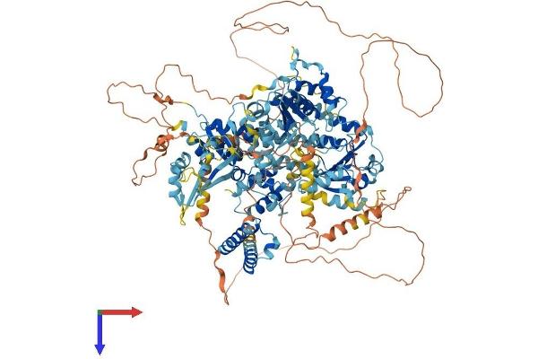 RECQL4 Protein (AA 1-1216) (His tag)
