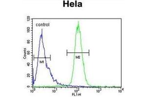 Flow cytometric analysis of Hela cells using INTS10 Antibody (C-term) Cat. (INTS10 Antikörper  (C-Term))