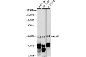 Western blot analysis of extracts of various cell lines, using usp29 antibody (ABIN7271155) at 1:1000 dilution. (USP29 Antikörper  (AA 200-300))