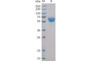 Human 4-1BB Protein, mFc-His Tag on SDS-PAGE under reducing condition.