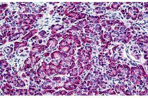 Human Pancreas: Formalin-Fixed, Paraffin-Embedded (FFPE) (EDF1 Antikörper  (AA 2-14))