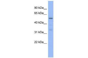 TRIM5 antibody used at 0. (TRIM5 Antikörper  (N-Term))