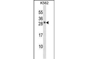 Western blot analysis in K562 cell line lysates (35ug/lane). (HBEGF Antikörper  (AA 68-96))