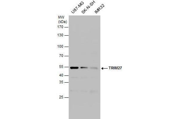 TRIM27 Antikörper