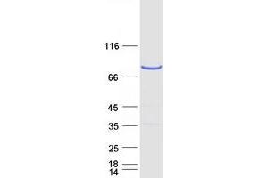 Western Blotting (WB) image for ArfGAP with Coiled-Coil, Ankyrin Repeat and PH Domains 1 (ACAP1) protein (Myc-DYKDDDDK Tag) (ABIN2714305)