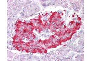 Anti-ATG4D antibody IHC of human pancreas.
