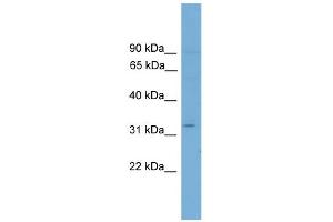 WB Suggested Anti-Etv2 Antibody Titration:  0. (ETV2 Antikörper  (N-Term))