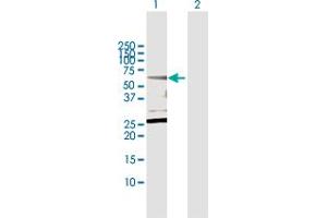 Western Blot analysis of CPNE1 expression in transfected 293T cell line by CPNE1 MaxPab polyclonal antibody. (CPNE1 Antikörper  (AA 1-537))