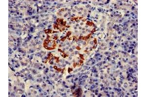 Immunohistochemistry of paraffin-embedded human pancreatic tissue using ABIN7162562 at dilution of 1:100 (PTF1A Antikörper  (AA 224-325))
