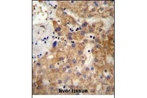 NDST1 Antibody (C-term) (ABIN657148 and ABIN2846284) immunohistochemistry analysis in formalin fixed and paraffin embedded human liver tissue followed by peroxidase conjugation of the secondary antibody and DAB staining. (NDST1 Antikörper  (C-Term))