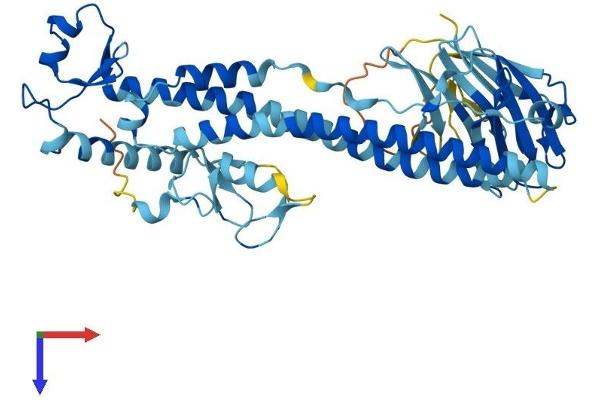 TRIM43B Protein (AA 1-445) (His tag)