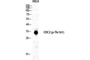 Western Blot (WB) analysis of specific cells using Phospho-Cdc2 (T161) Polyclonal Antibody.