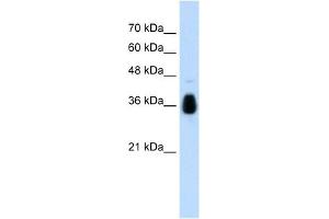 MKRN1 antibody used at 1. (MKRN1 Antikörper  (C-Term))