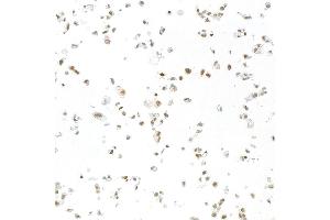 Immunocytochemistry (ICC) image for anti-RNA Binding Motif Protein 9 (RBM9) (AA 1-50) antibody (ABIN7454009)