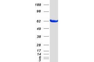 Western Blotting (WB) image for CoA Synthase (COASY) (Transcript Variant 1) protein (Myc-DYKDDDDK Tag) (ABIN2712923)