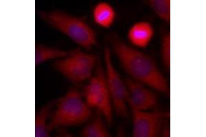 Immunofluorescence (IF) image for anti-Glyceraldehyde-3-Phosphate Dehydrogenase (GAPDH) (AA 1-335), (N-Term) antibody (ABIN492381) (GAPDH Antikörper  (N-Term))