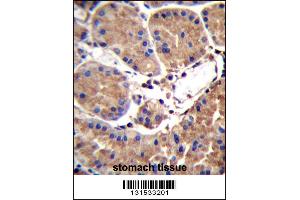 SAAL1 Antibody immunohistochemistry analysis in formalin fixed and paraffin embedded human stomach tissue followed by peroxidase conjugation of the secondary antibody and DAB staining. (SAAL1 Antikörper  (C-Term))