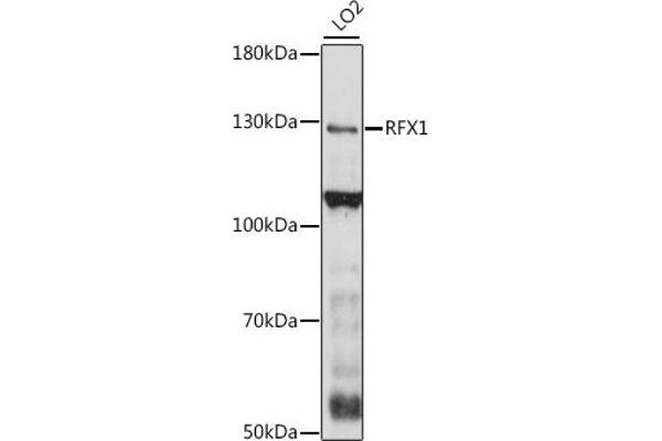 RFX1 antibody  (AA 200-300)