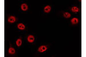 ABIN6274521 staining RAW264. (DUSP22 Antikörper  (Internal Region))