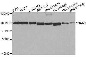 Western blot analysis of extracts of various cell lines, using HCN1 antibody. (HCN1 Antikörper)