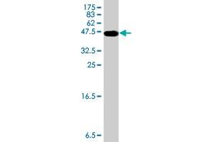 Western Blot detection against Immunogen (36. (SLC12A6 Antikörper  (AA 1-90))