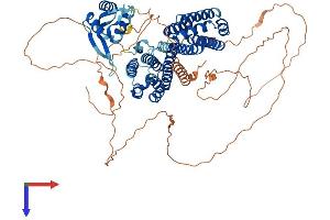 RFX4 Protein (AA 1-735) (His tag)