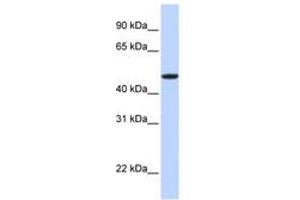 Image no. 1 for anti-Erythropoietin Receptor (EPOR) (N-Term) antibody (ABIN6740862) (EPOR Antikörper  (N-Term))