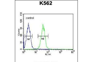 Flow cytometric analysis of K562 cells (right histogram) compared to a negative control cell (left histogram). (EFHC2 Antikörper  (N-Term))