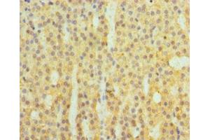 Immunohistochemistry of paraffin-embedded human adrenal gland tissue using ABIN7148380 at dilution of 1:100 (Complement Factor B Antikörper  (AA 26-751))