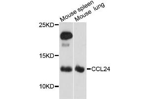 Western blot analysis of extracts of various cell lines, using CCL24 antibody (ABIN1871517) at 1:3000 dilution. (CCL24 Antikörper)