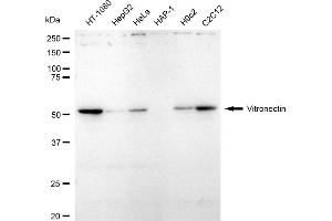 Western blotting analysis using vitronectin antibody (ABIN7800844).