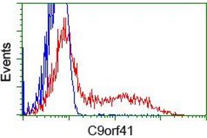 Image no. 1 for anti-Chromosome 9 Open Reading Frame 41 (C9orf41) antibody (ABIN1497060) (C9orf41 Antikörper)